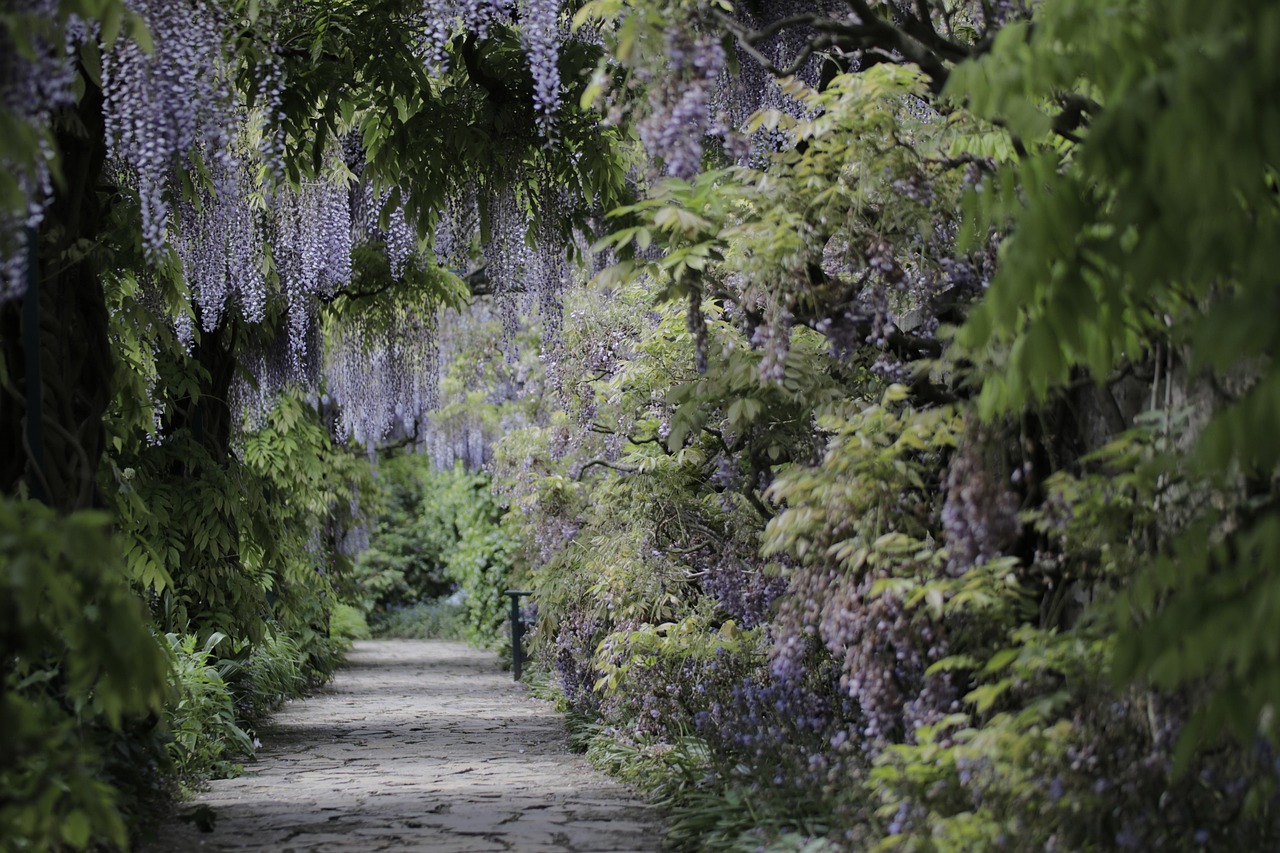 path, flower background, trees