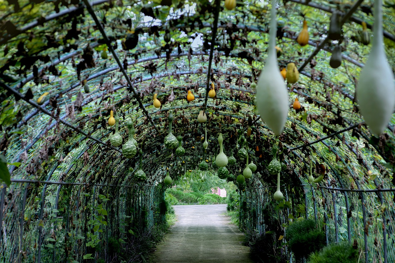 tunnel, gourds, vegetables
