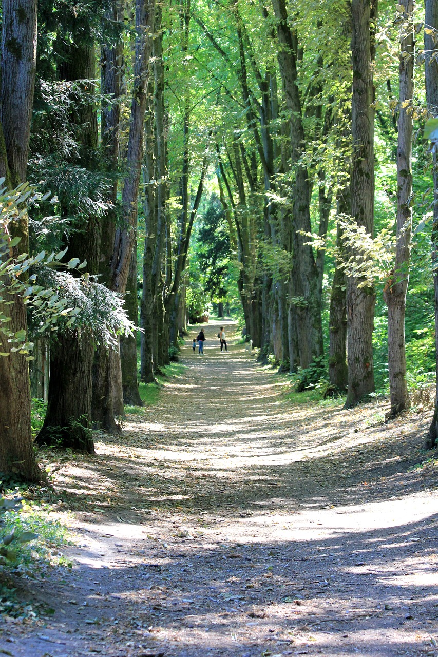 bougival, forest, path